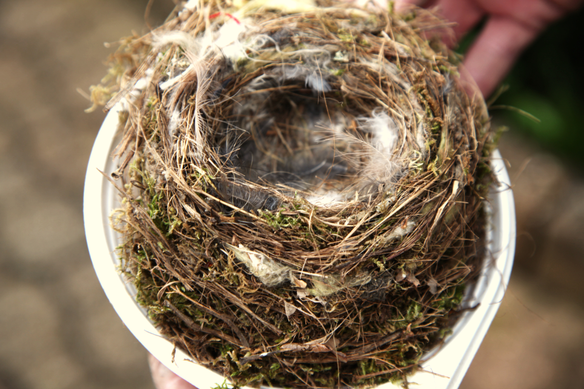 ieses Rotkehlchen-Nest zeigt, wie wenig wählerisch die Vögel beim Baumaterial sind: Von Glaswolle über bunte Wollfedern bis hin zu fremden Federn ist alles dabei … 