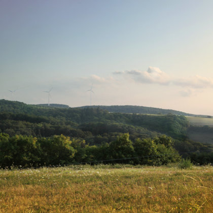 Sommergrün trotz Dürre im August 2019 | Verlängerung Honiggasse