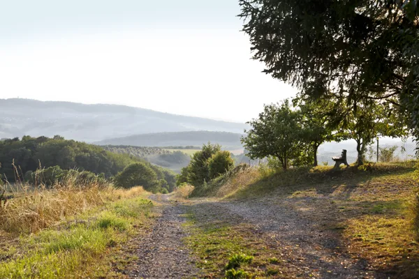 2019 | Blick ins Tal nach Bosenbach von der "Platt" aus | Foto: N. Donauer