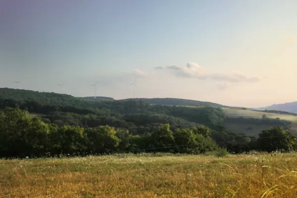 Sommergrün trotz Dürre im August 2019 | Verlängerung Honiggasse