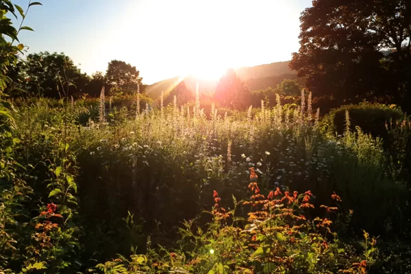 14.6.2021 | Blumenwiese auf dem Friedhof in der Sonne | Foto: T. Harth