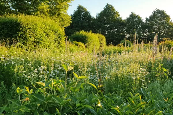 14.6.2021 | Blumenwiesengrün auf dem Friedhof | Foto: T. Harth 