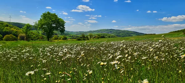 5.6.2022 Sommerwiese mit Blick zum Potzberg | Foto: M. Rheinheimer